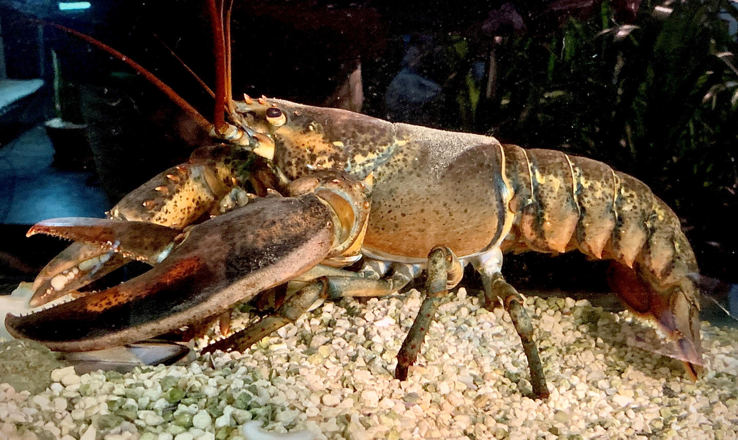 How a Grocery Store Rescue Lobster Called Leon Broke the Internet